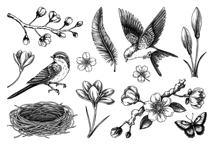Hand-drawn spring sketches. Flying birds, sakura flowers, bird house, saffron vector illustrations. Easter design elements. NOT AI generated
